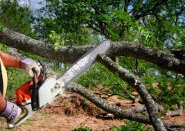 How Our Tree Care Process Works  in  Martins Additions, MD