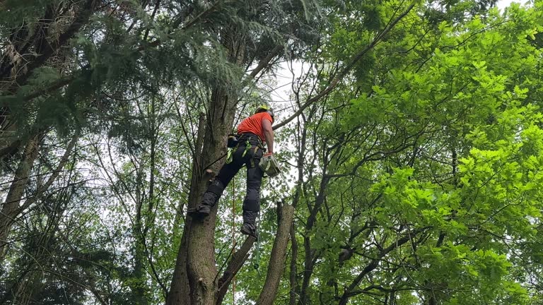 Best Tree Cabling and Bracing  in Martins Additions, MD