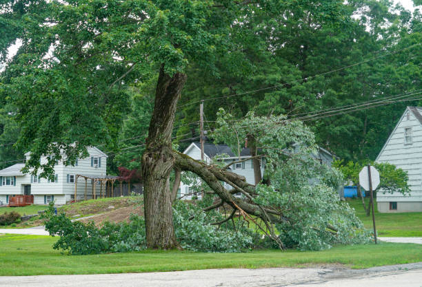 Best Root Management and Removal  in Martins Additions, MD