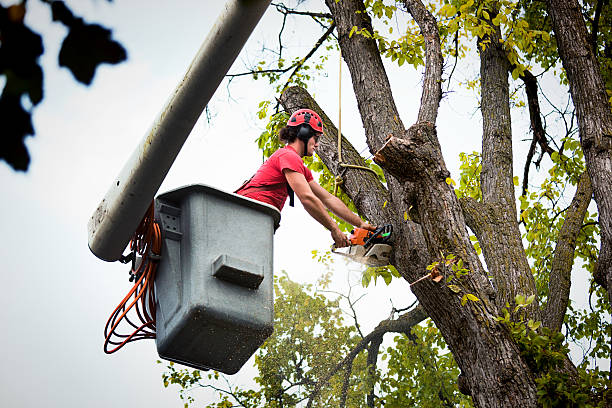 Professional  Tree Services in Martins Additions, MD